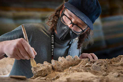 Phát hiện cả một khu rừng hóa đá, bên trong đầy quái thú tuyệt chủng