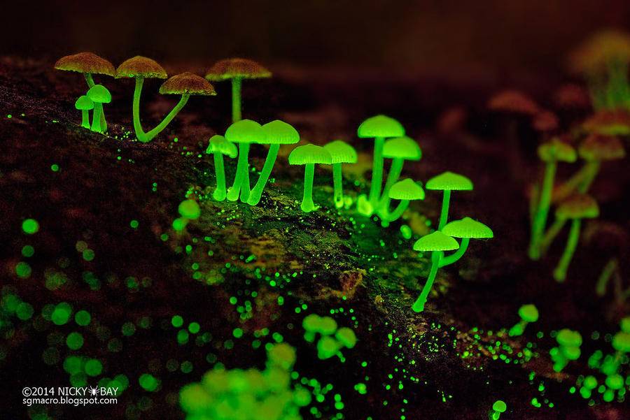 Bất ngờ không nói nên lời trước những loại nấm lạ lùng nhất quả đất