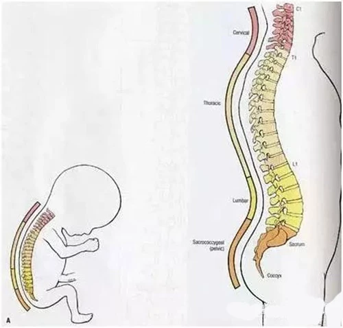 Xương sống của bé và người lớn