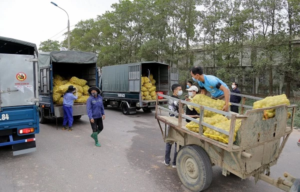 Đề nghị thành lập Đội vận tải xanh để hỗ trợ tiêu thụ nông sản. 