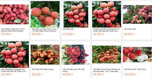 6 sàn thương mại điện tử đồng loạt đẩy mạnh tiêu thụ vải thiều Bắc Giang