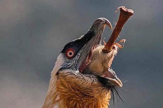 Lạ lùng loài chim khổng lồ, có cả chòm râu dưới cằm và rất thích nuốt chửng xương