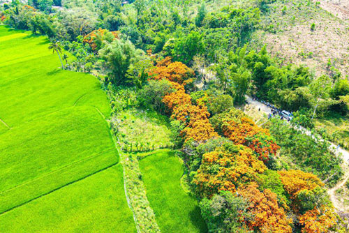 Hoa trang rừng phủ kín suối Tà Má