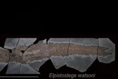 Madagascar có thể là thành trì bí mật của cá 'hóa thạch sống'