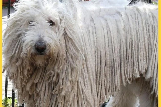 Những loài động vật sở hữu bộ lông kỳ lạ nhất thế giới - Ảnh 7.