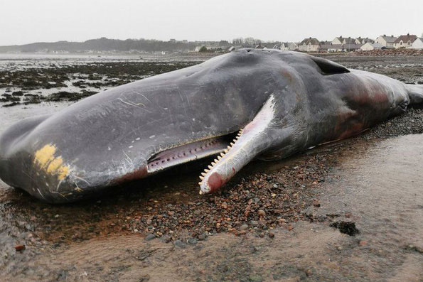 Tình cờ kéo được xác một con cá nhà táng, nhóm ngư dân đổi đời sau khi tìm thấy thứ này trong bụng con vật