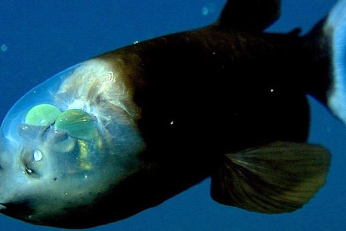 6 loài cá sở hữu khả năng đặc biệt đến khó tin