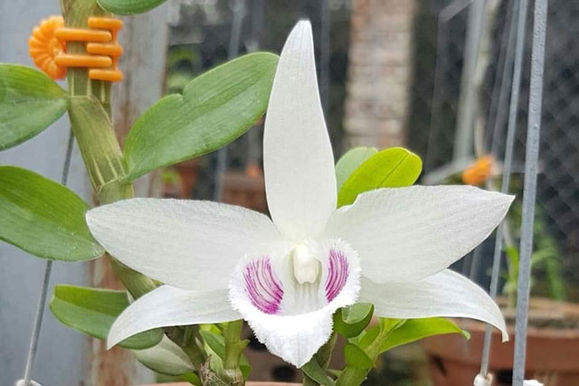 Sự thật về giá trị của lan đột biến: Có xứng đáng với con số trăm tỷ đồng hay không?