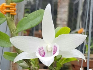 Sự thật về giá trị của lan đột biến: Có xứng đáng với con số trăm tỷ đồng hay không?