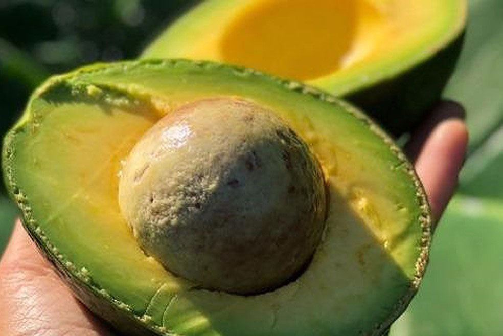 Sai lầm nghiêm trọng khi ăn bơ bạn cần dừng lại ngay hôm nay