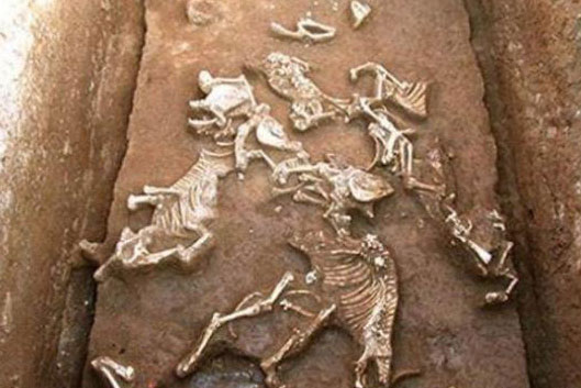 Tìm thấy giống loài 'chưa từng được biết đến' trong lăng mộ bà nội Tần Thủy Hoàng: Hé lộ lý do tuyệt chủng!