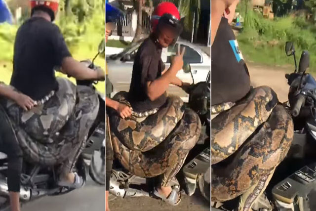 Quấn chú trăn 200kg quanh người đi dạo phố, người đàn ông khiến bà con náo loạn vì lòng tốt của mình