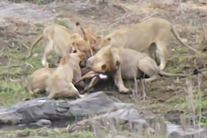 Hãi hùng trước cảnh bầy sư tử ‘xâu xé’ linh dương Impala