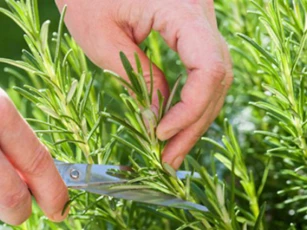 Loại cây ai cũng khuyên nên trồng trong nhà vừa tốt cho sức khỏe vừa đuổi muỗi bay xa