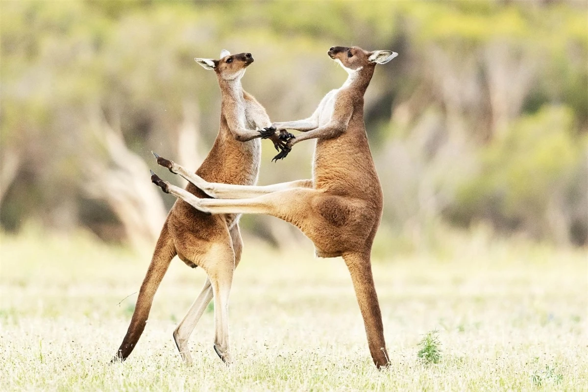 Nhiếp ảnh gia Lea Scaddan từ Perth, Australia đã ghi lại được cuộc chiến khá dữ dội của 2 chú chuột túi.