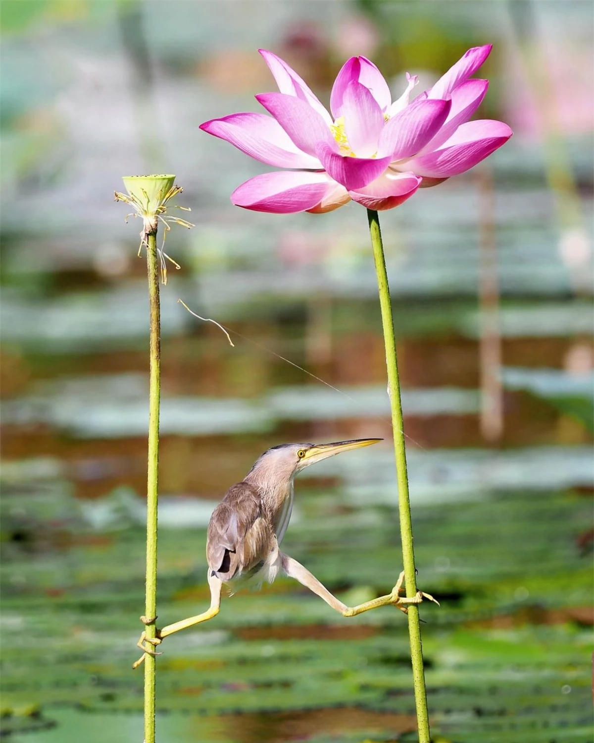 Nhiếp ảnh gia KT WONG cho biết chú cò lửa lùn này dường như đang cố hết sức để tìm kiếm một vị trí săn mồi thuận tiện. "Tôi đã chụp bức ảnh này khi nó đang bám vào cuống của 2 bông hoa sen ở Satay By The Bay, Singapore".