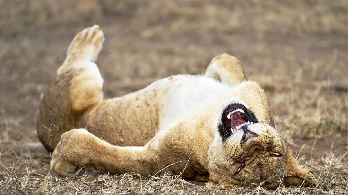 Một chú sư tử con tại Vườn Quốc gia Serengeti ở Tanzania dường như đang "cười lăn cười bò" trong bức ảnh của nhiếp ảnh gia Giovanni Querzani.