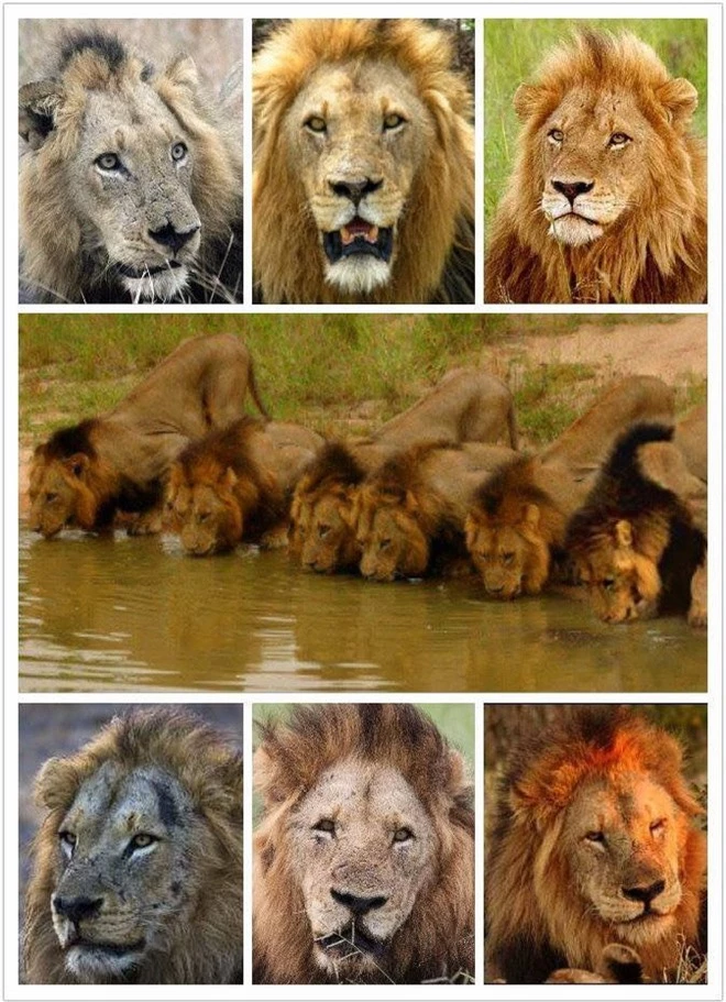 Mapogo: Liên minh 6 con sư tử đực thống lĩnh đồng cỏ Châu Phi - Ảnh 3.