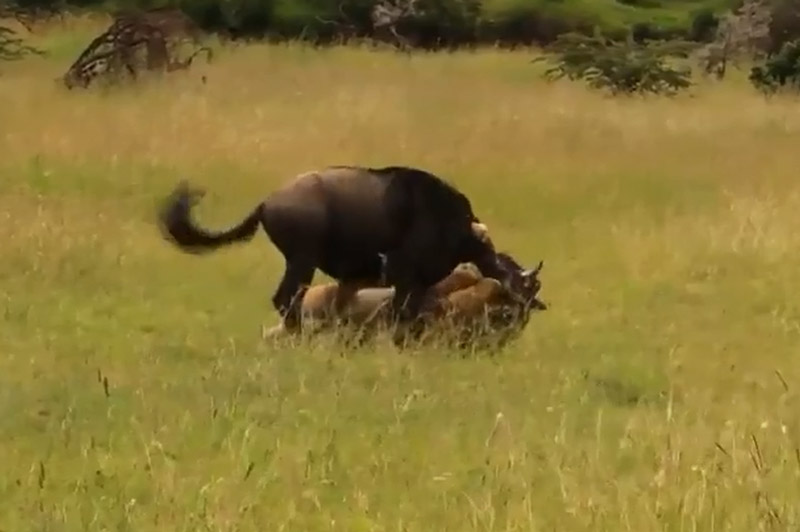 Linh dương đầu bò chết thảm dưới móng vuốt của sư tử vì… ngủ ngày