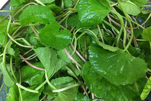 Công thức làm đẹp tuyệt vời từ rau má bạn gái chưa biết