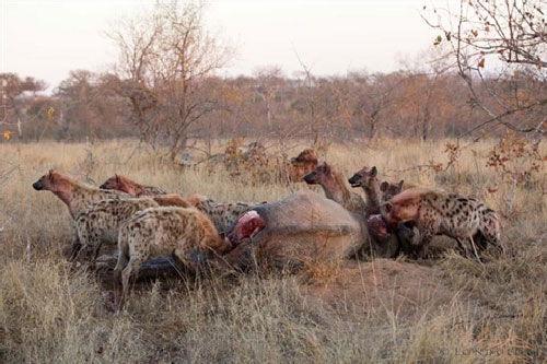 Voi khổng lồ còn nắm xương tàn chỉ sau 36 tiếng