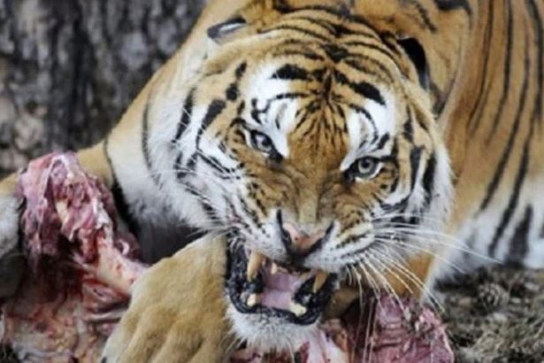 Hổ dữ quỷ quyệt, ăn thịt tổng cộng 436 người, chỉ khi bị bắn hạ mới tìm được nguyên nhân nó nhắm vào con người