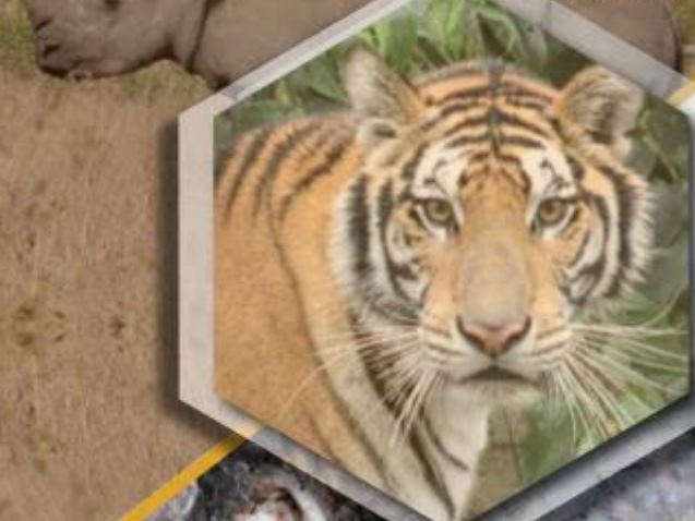 ENV phát hành tài liệu  “Hướng dẫn thực thi pháp luật về bảo vệ động vật hoang dã 2021”