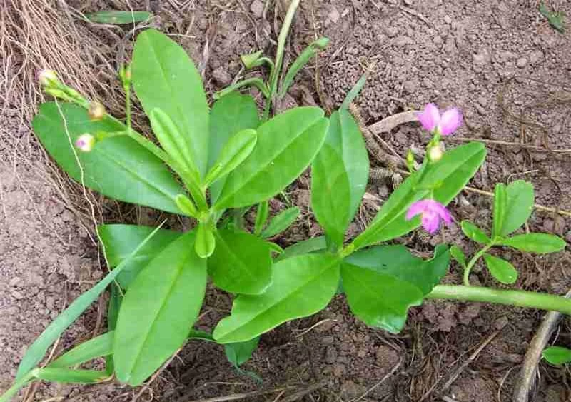 Cây sâm đất có tác dụng gì? Điểm danh những công dụng tuyệt vời của cây sâm đất tới sức khỏe - Ảnh 1.