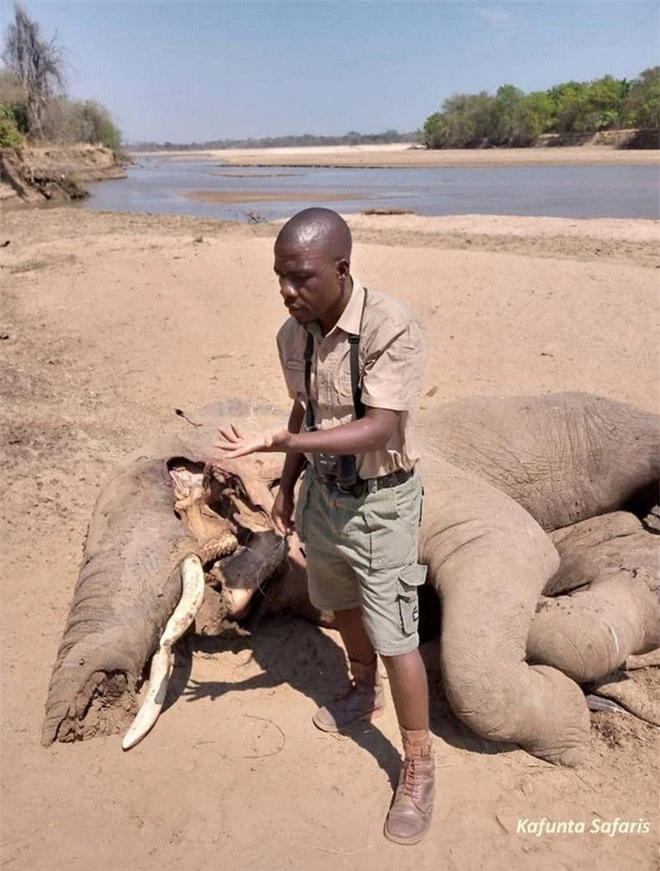 Đến kiểm tra xác voi bên bờ sông, nhà bảo tồn sững sờ khi nhìn thấy thứ bên dưới thi thể 5 tấn - Ảnh 4.