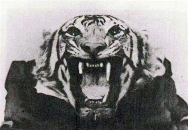 Hổ dữ quỷ quyệt, ăn thịt tổng cộng 436 người, chỉ khi bị bắn hạ mới tìm được nguyên nhân nó nhắm vào con người - Ảnh 4.