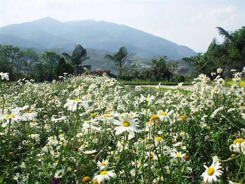 Núi Hàm Rồng nằm sát trung tâm thị trấn Sa Pa và có cốt cao độ điểm thấp nhất tại phía Nam 1.450m, cốt cao nhất 1.850m. Ảnh: Đào Nguyên Bùi Thụy.