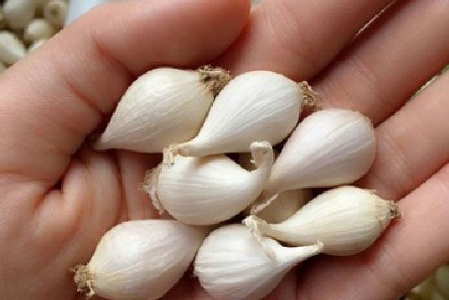 ‘Lạ lùng’ câu chuyện về tỏi cô đơn giá bạc triệu trên đảo Lý Sơn