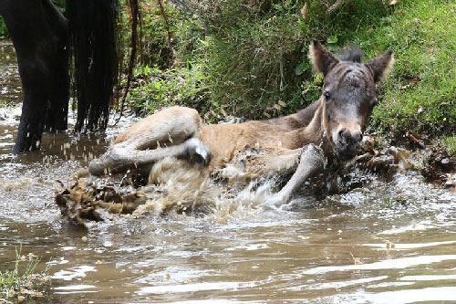 Ngựa Dartmoor “nếm trái đắng” vì quá nghịch ngợm