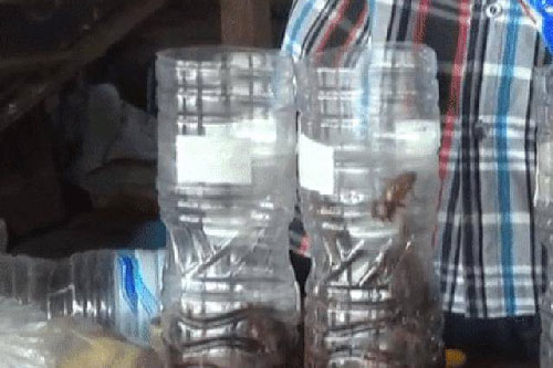 Chỉ một vỏ chai nhựa bẫy được cả trăm con gián