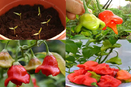 Kỹ thuật trồng cây ớt chuông hoa hồng vừa ăn vừa làm cảnh đẹp ngỡ ngàng