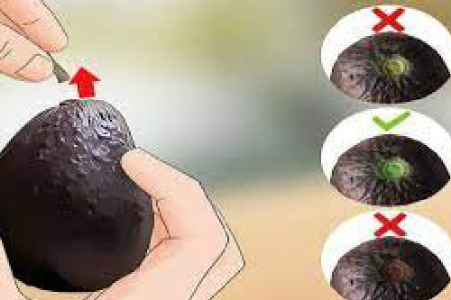 Nhìn cuống bơ thấy dấu hiệu này đảm bảo bơ già đã chín, ăn không sượng, không đắng