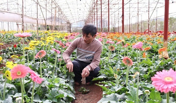 Người trồng hoa Đà Lạt gặp nhiều khó khăn do ảnh hưởng của dịch Covid-19. 