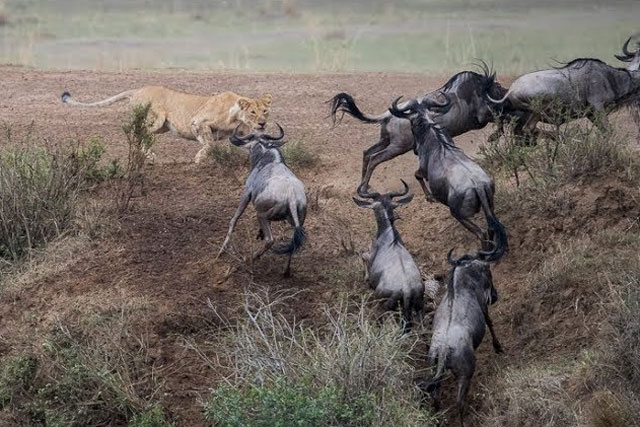 Linh dương đầu bò bỏ mạng trước sư tử vì… ‘cú ôm cua gấp’