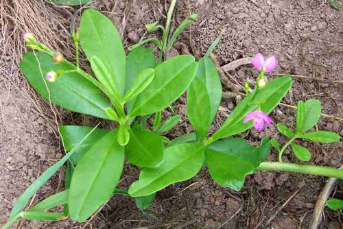 Cây sâm đất có tác dụng gì đối với sức khỏe con người?