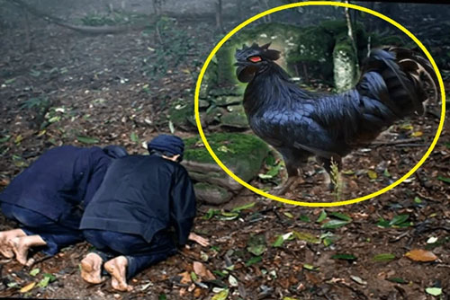 'Nghi thức' kỳ quái của những tay trộm cổ mộ khôn lỏi: Thả gà trống trước cửa mộ rồi mới dám thâm nhập - Vì sao?