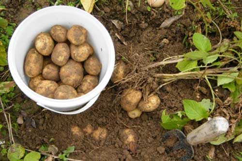 Mẹo trồng khoai tây trong chậu cho củ vừa to vừa bở