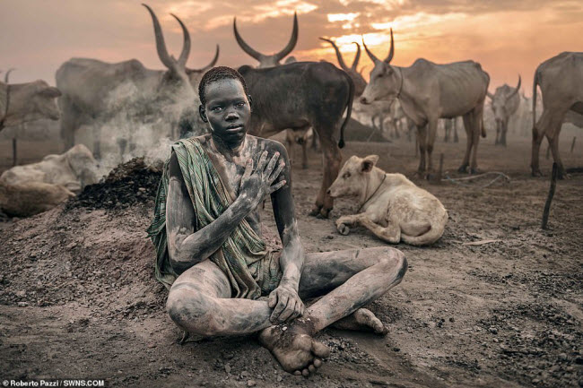 Bộ tộc dùng nước tiểu và phân bò nhưng quyết không ăn thịt chúng