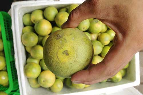 Mẹo chọn mua cam căng mọng nước trái nào cũng ‘chuẩn không cần chỉnh’