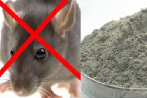 Chỉ cần 1 thìa bột xi măng, chuột nối đuôi nhau chạy "té khói", nhà sạch bách không còn 1 con