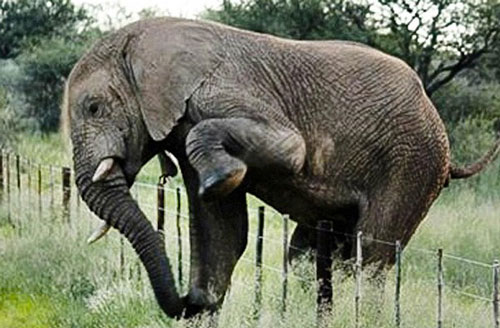 Chụp voi đi kiếm ăn ở rìa khu bảo tồn, nhiếp ảnh gia kinh ngạc vì hành động cực thông minh của con vật