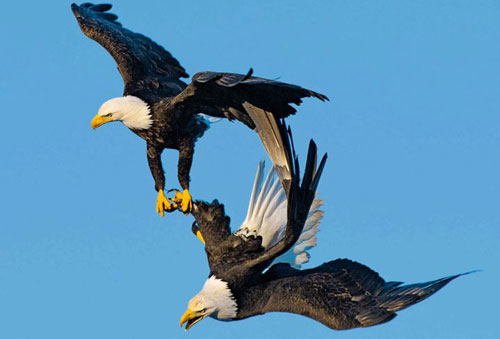 Đại bàng đầu trắng đã từng trở thành con mồi của những thợ săn tiền thưởng tại Mỹ