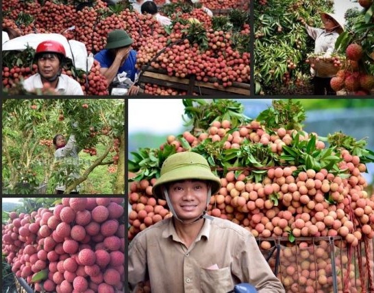 Bắc Giang: Hiệp hội DN tỉnh xây dựng cổng thông tin hỗ trợ nông dân tiêu thụ vải thiều 