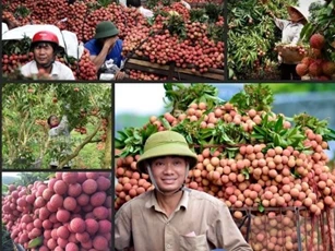 Bắc Giang: Hiệp hội DN tỉnh xây dựng cổng thông tin hỗ trợ nông dân tiêu thụ vải thiều