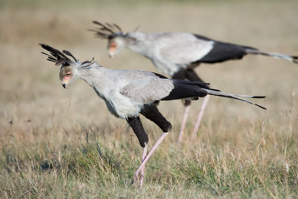 Chim diều ăn rắn tung liên hoàn cước, hạ sát thỏ hoang tàn nhẫn