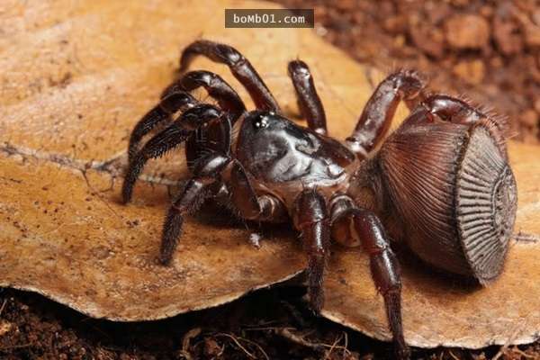 Chàng trai may mắn đào trúng "đồng xu cổ" trên núi: Khi đào xuống sâu hơn, anh đã bỏ chạy vì sợ hãi!